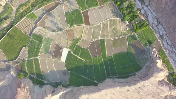 Rice fields among mountains and palm trees.A beautiful and quiet area.A region in the desert with pl alt