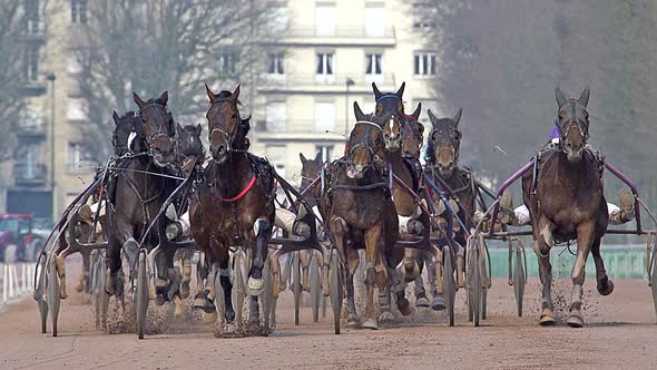 700735 Horse racing, French Trotter, harness racing at racecourse, Caen, Normandy, France alt