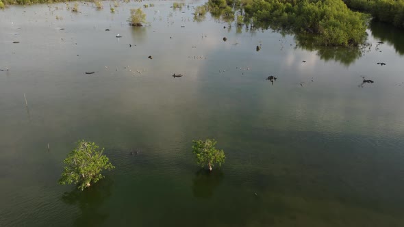 Fly over mangrove swamp which habitat of birds alt