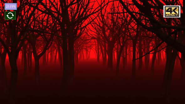 Mystery Forest B1 4K