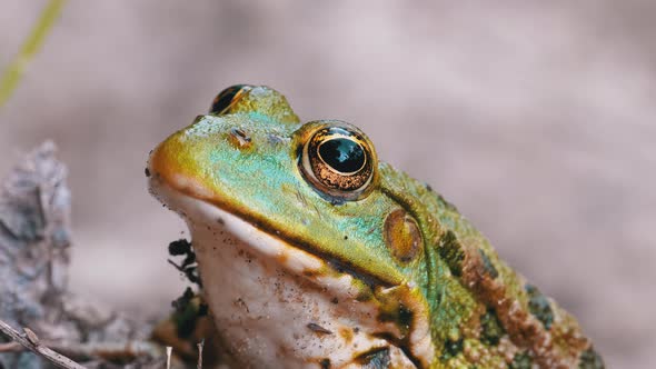Frog Sits on the Sand Near the River Shore. Portrait of Green Toad alt
