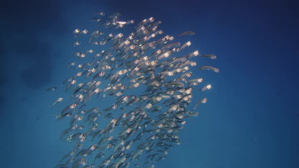 FishBowl of Indian Mackerel Silversides Hiding Behind Secret Rocks Under Sun Shine and Beams alt