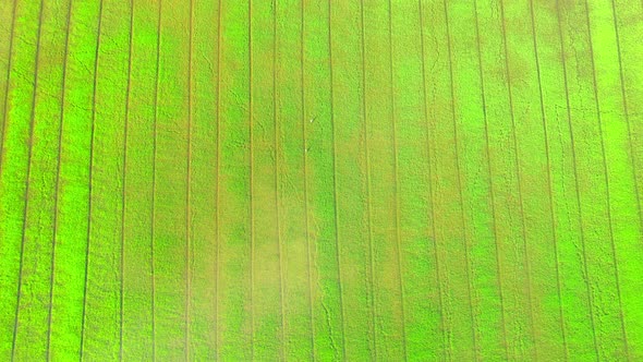 Drone flying over the beautiful rice sapling field alt