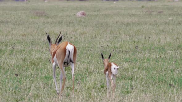 Mother springbok walks with her calf across a dry grass plain in Botswana. Telephoto shot, panning t alt