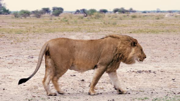 Young injured male lion walking across the savanna plains, missing testicles from a recent fight. alt