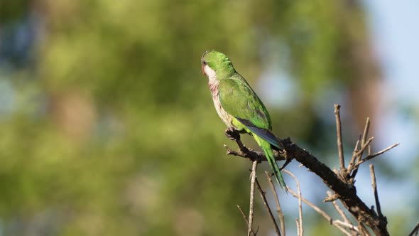 A wild monk parakeet, myiopsitta monachus covered in dirts perched at the tip of the branch with sha alt