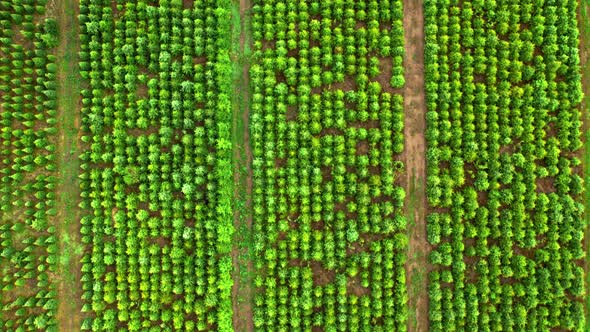 Top view of afforestation of the area. Tree population restoration. alt