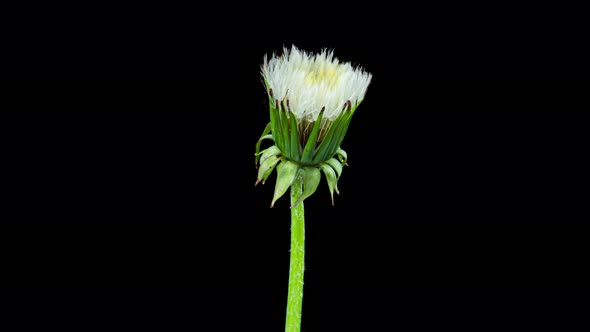 Dandelion Seed Blossom Timelapse on a Black Background. Blossoming White Dandelion. Fluffy Flower alt