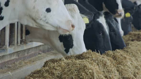 Cows eating Silage in a large dairy farm, milk production alt