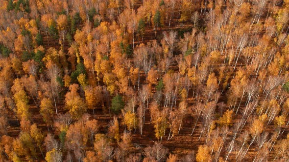 Top View of the Autumn Forest