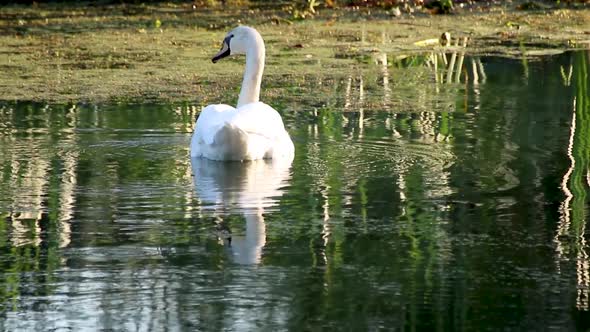 White swan swimming on mirror green water surface