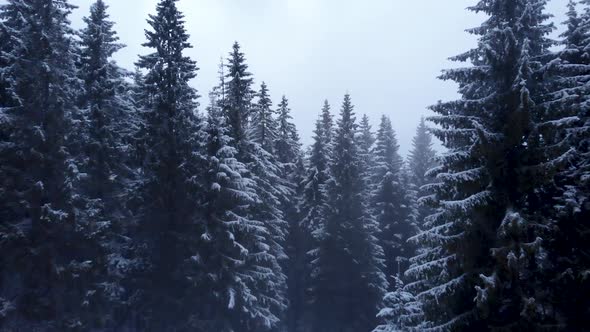 Drone Flying Between Dark Pine Trees During a Snowfall in a Mountain Forest