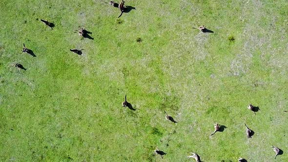 Drone footage of large group of grazing kangaroos on lush green grass. Drone is looking straight dow alt