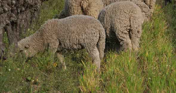 Domestic sheeps ( merinos d Arles), grazing in the vineyards, Occitanie, France alt