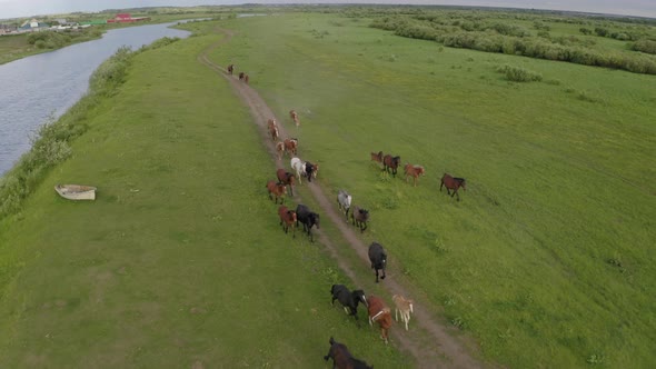 A Herd of Horses Gallops Through a Green Meadow Along the River