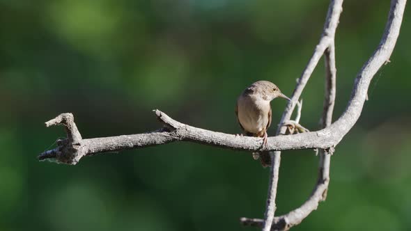 Small and squat bird, little songbird house wren, troglodytes aedon chirping in the nature, perching alt