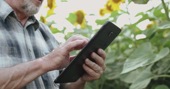 Close Farmer's Hands Typing on Tablet in Sunflower Field During Checking alt