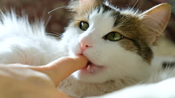 Home White Cat Bites Fingers Lying on Bed alt