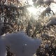 Sun through Big Grass under the Snow - VideoHive Item for Sale