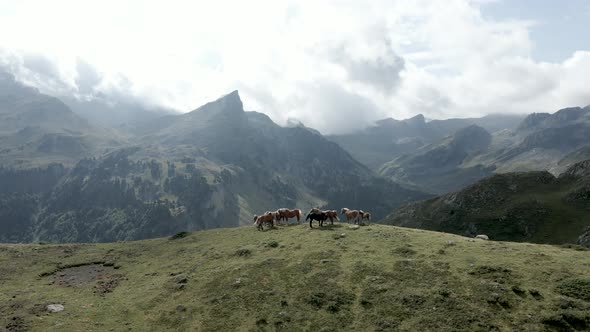 Aerial Backward Movement Shot of a Group of Horses Grazing Along the Grasslands Beside the Lake alt