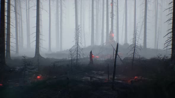 A Forest In Smoke
