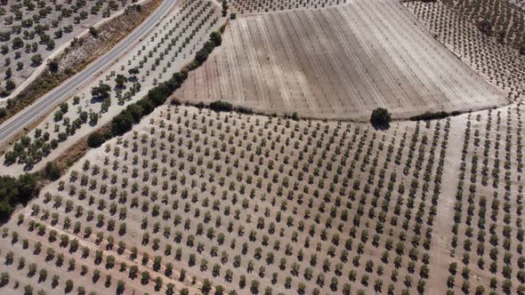 Aerial drone view of olive trees plantation in Spain. Vast fields planted with olive trees. alt