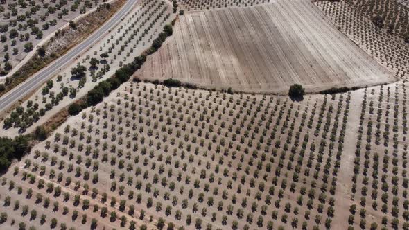 Aerial drone view of olive trees plantation in Spain. Vast fields planted with olive trees.