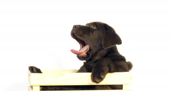 Brown Labrador Retriever, Puppy standing in a Box on White Background, yawning, Normandy alt
