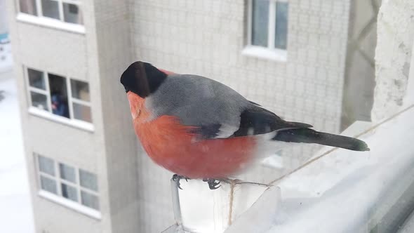 Feeding Birds in Winter