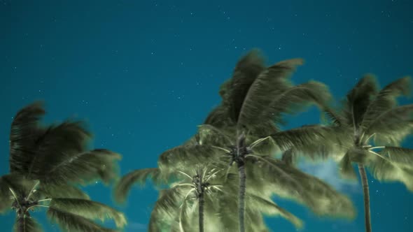 Stars In The Night Sky As Clouds Go By With Palm Trees In The Foreground