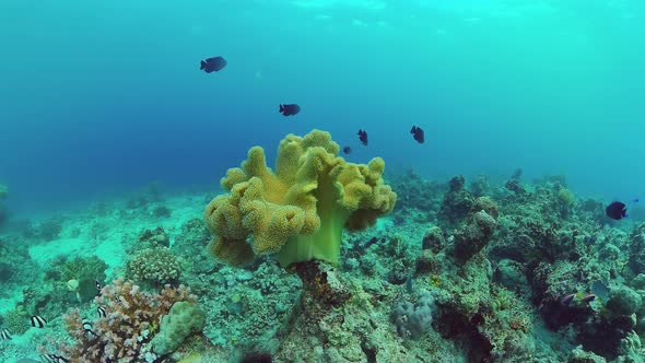 Coral Reef and Tropical Fish Underwater. Bohol, Panglao, Philippines. alt