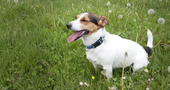 Small Dog of the Jack Russell Terrier Breed Is Sitting on a Green Meadow, Its Tongue Hanging Out. alt