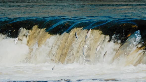 Flying fish in Kuldiga Waterfall on the rapids of Venta