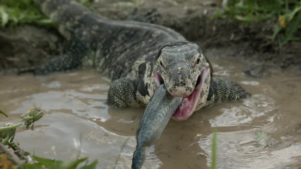 Asian water monitor swallowing fish in extreme slow motion 1000fps alt