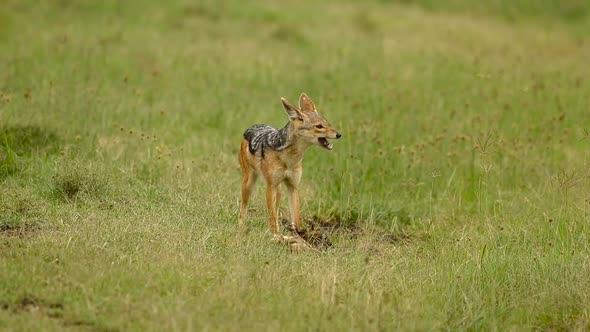 Jackal Eating Carcass