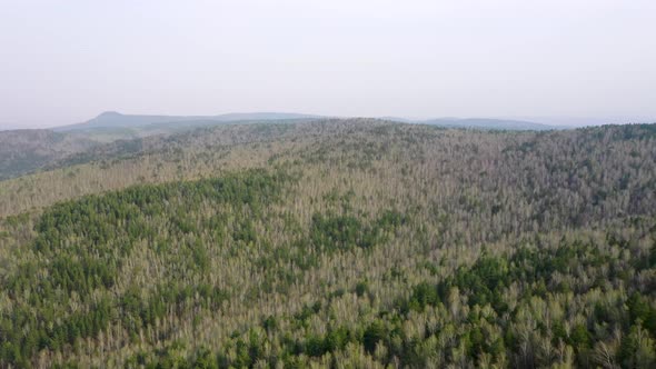Spring forest aerial view_07