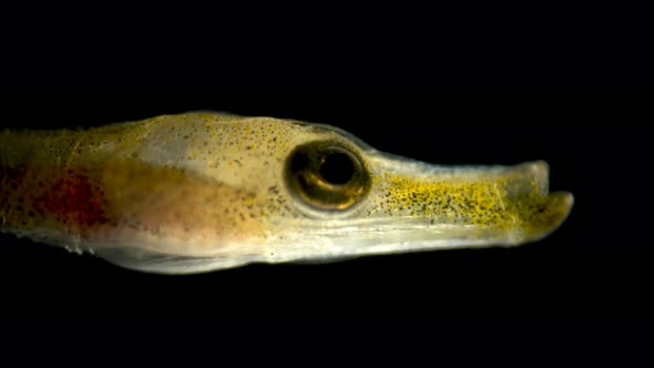 Ordinary Fish Syngnathus Needle Under a Microscope alt