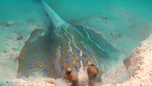 Blue spotted ribbontail stingray digging in sand searching for food. alt