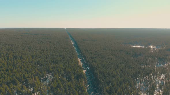 Boundless Green Spring Pine Forest Crossed By Long Road alt