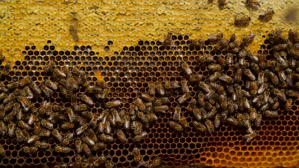 Ecofriendly Food Concept alt