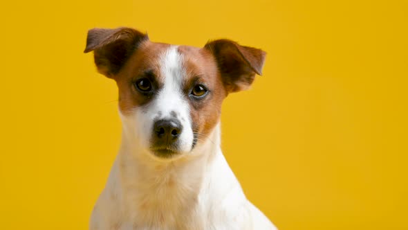 Portrait of a cute dog breed Jack Russell Terrier