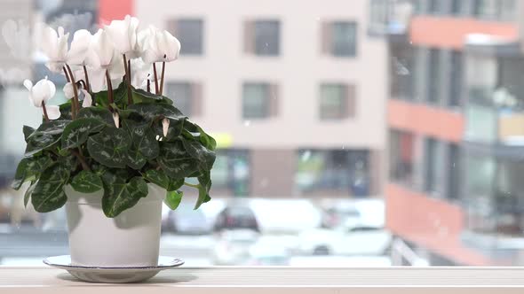 White Cyclamen Flower in Pot on Window Sill and Snow Falling Outside in Winter