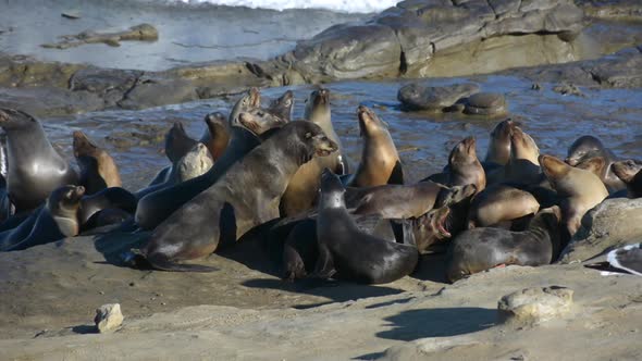 California Sea Lions on Rocks in La Jolla California with Ocean Waves Crashing alt