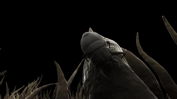 Small bugs living in a dust. It feeds on skin flakes from animals and human. alt