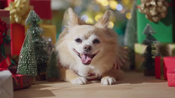 cute brown color fur chihuahua dog smile and joyful with christmas tree decorating