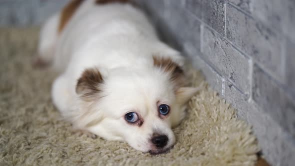 Little Relaxed Dog Lying on Carpet. Little White Dog with Blue Eyes Lying on Light Carpet at Home alt