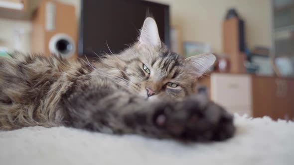 Sleepy Cat Lies in the Room and Squints alt