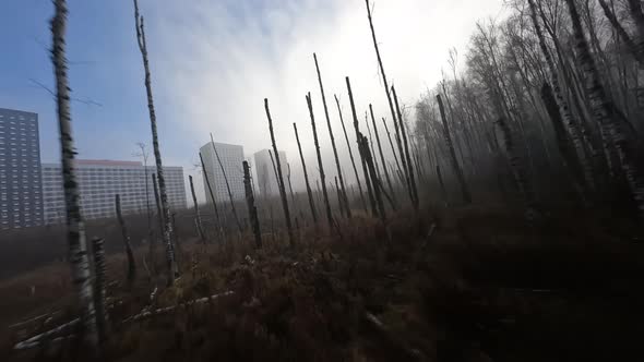 fpv drone shot close between threes in the foggy birch forest alt