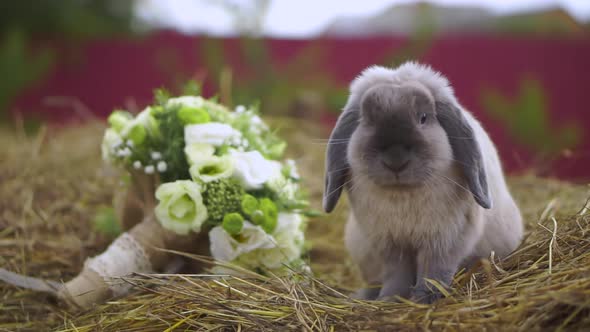 Decorative fluffy gray-white rabbit sits on the hay near the wedding bouquet and washes his paws