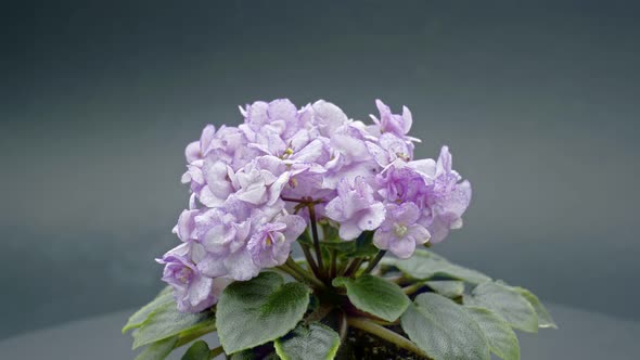 Violet Flowers - 4K alt